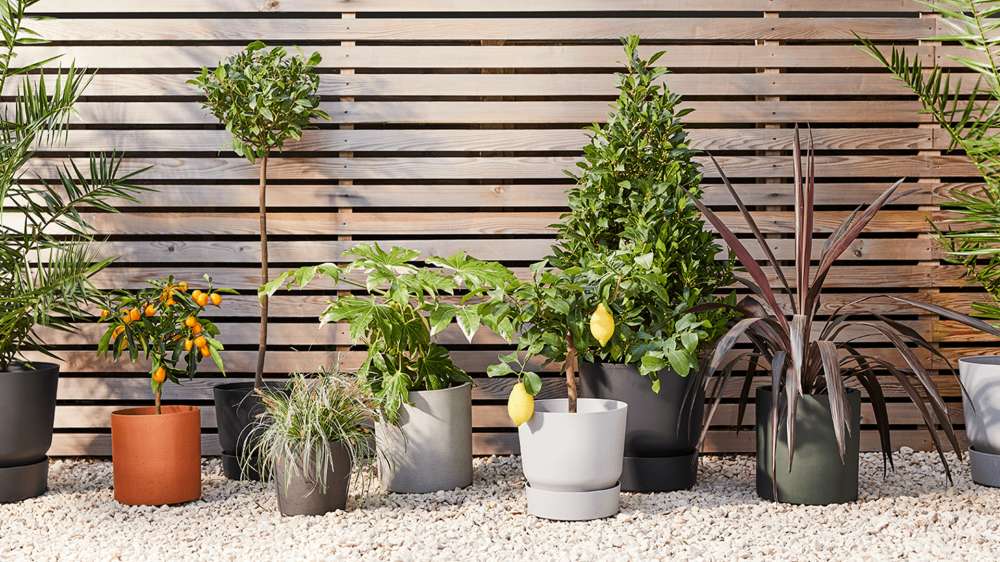 A selection of outdoor potted plants on a gravel path next to a wooden fence. Plants include a small lemon tree, an orange tree, and a couple of bay trees